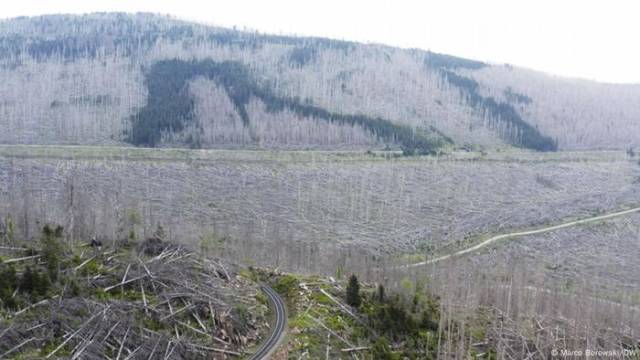 Waldsterben in Deutschland - eine gute Nachricht?