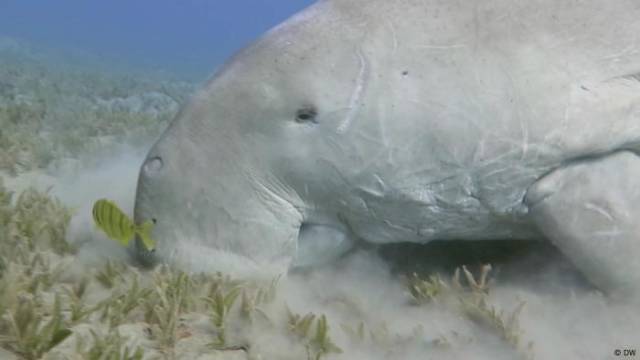 Kampf um die Rettung der Dugong-Seekühe