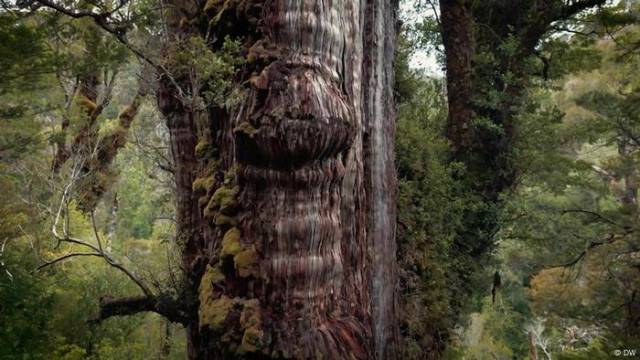 Einzigartig: Warum eine Straße Chiles ältesten Baum bedroht