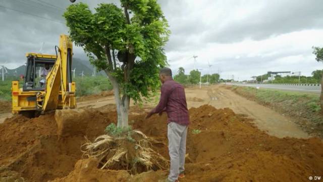Wie in Indien alte Bäume vor dem Straßenbau gerettet werden