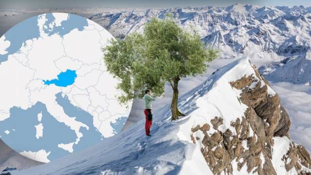 Österreichische Bauern experimentieren mit Olivenanbau in den Alpen