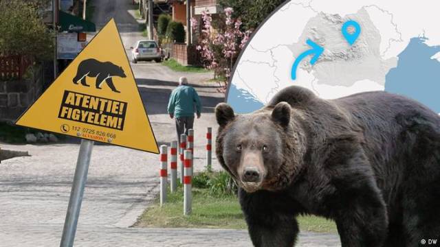 Leben mit Bären: Wie eine rumänische Stadt sich schützt