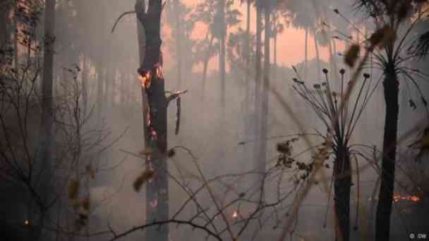 Dürre und Feuer zerstören das Feuchtgebiet Pantanal kostenlos streamen | dailyme