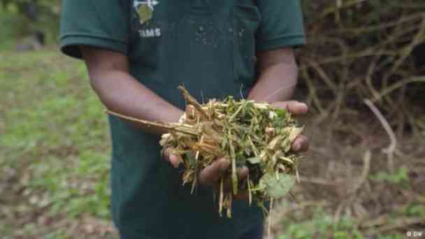 Indien: Aus invasiven Arten Energie erzeugen kostenlos streamen | dailyme