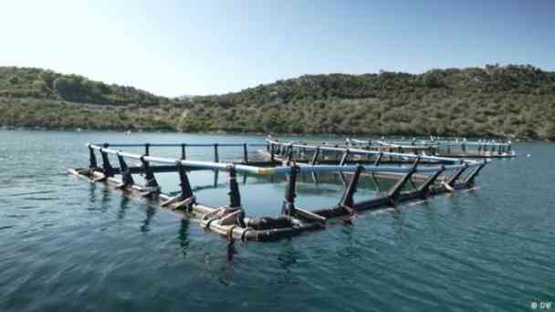 Geister-Fischfarmen bedrohen Meere vor Griechenlands Küsten kostenlos streamen | dailyme