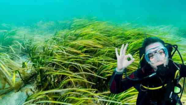 Die Superpflanze der Ostsee kämpft ums Überleben kostenlos streamen | dailyme