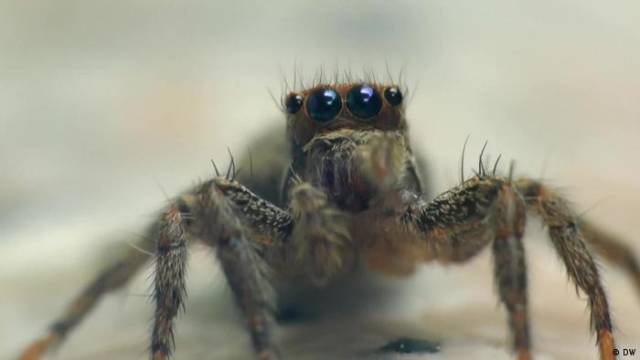 Wie entwickeln sich die Augen von Spinnen?