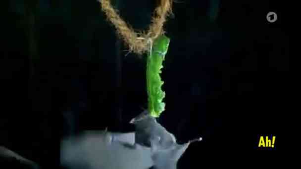 In der Kantine kostenlos streamen | dailyme