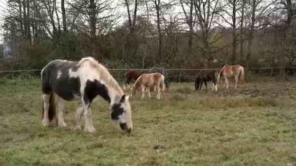 Kokain-Schwemme – Kampf gegen die Drogenmafia kostenlos streamen | dailyme