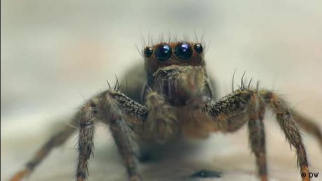 How did spider eyes evolve?