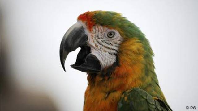 Why can parrots talk?