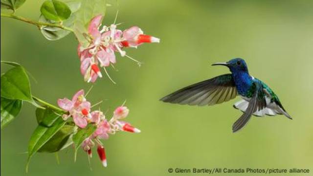 How come hummingbirds are able to fly backwards?