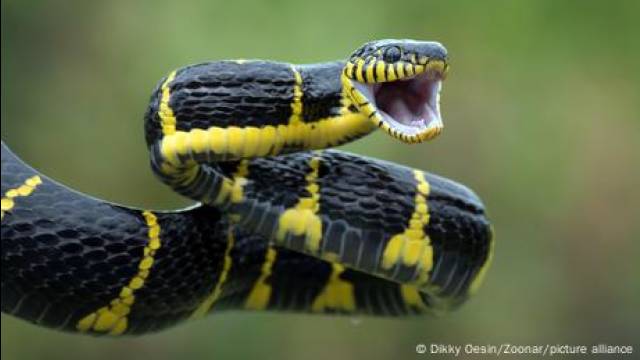 Why and how do snakes shed their skins?