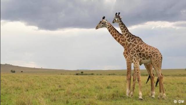 Animal kingdom surprise: Same-sex behavior is common