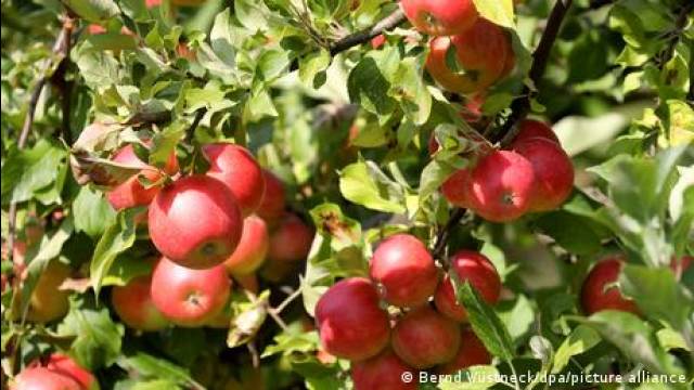 Why are so many fruits round?