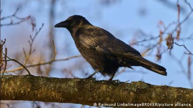 Crow intelligence sets the stage for a remarkable friendship