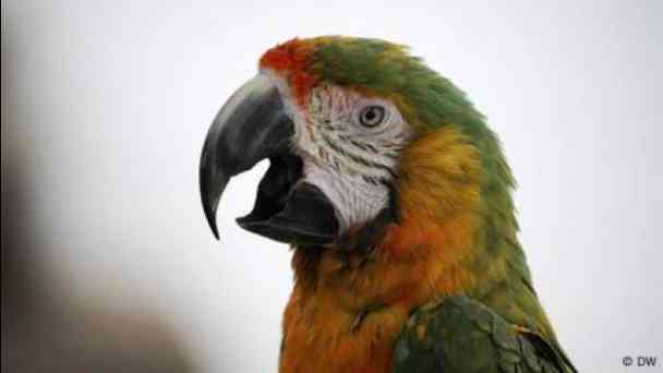 Why can parrots talk? kostenlos streamen | dailyme