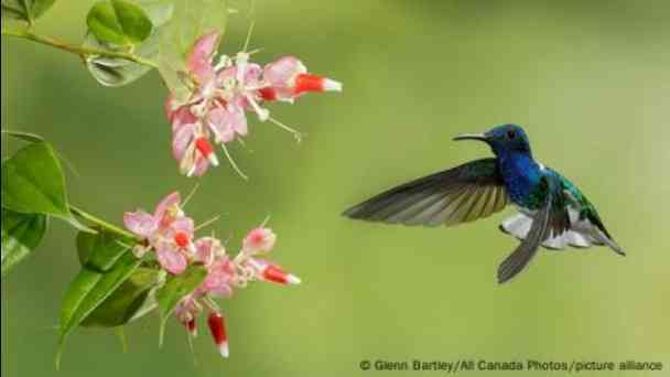 How come hummingbirds are able to fly backwards? kostenlos streamen | dailyme