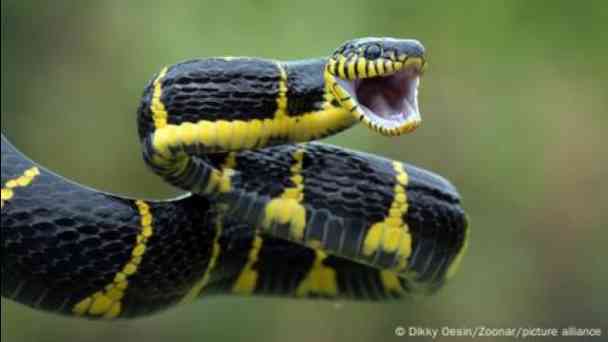 Why and how do snakes shed their skins? kostenlos streamen | dailyme