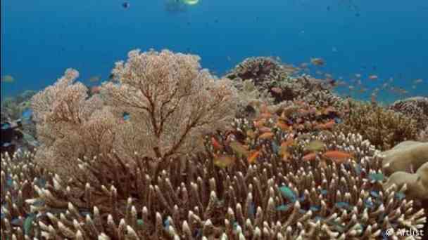 How does climate change affect biodiversity? kostenlos streamen | dailyme