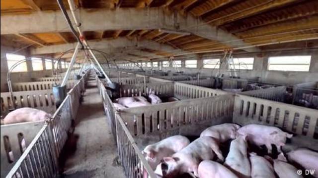 Spain: Swine fever outbreak forces mass cullings