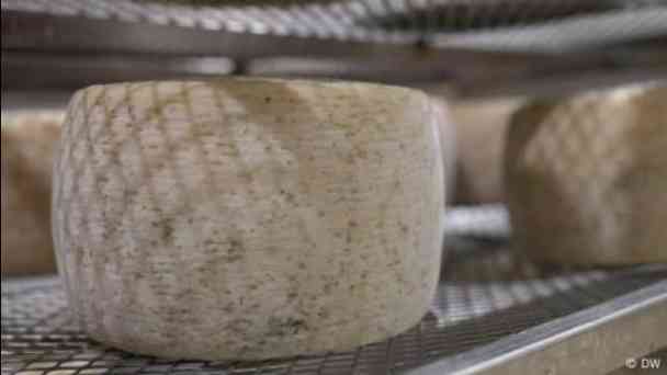 Trump tariffs threaten Italy's pecorino cheese kostenlos streamen | dailyme