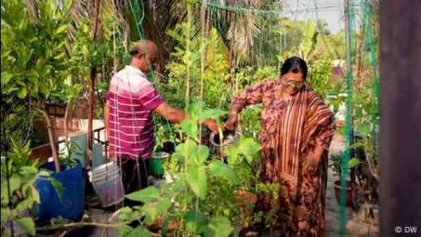 Gardening on India's rooftops: What are the benefits? kostenlos streamen | dailyme