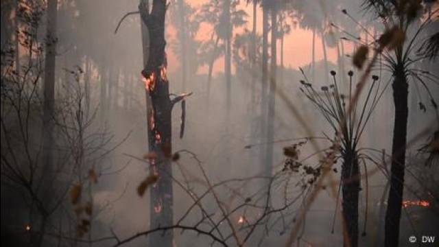 Brazil: drought and fire destroy the Pantanal Wetlands