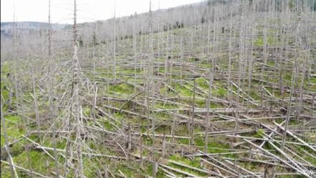 Germany: Why dying forests could be good news