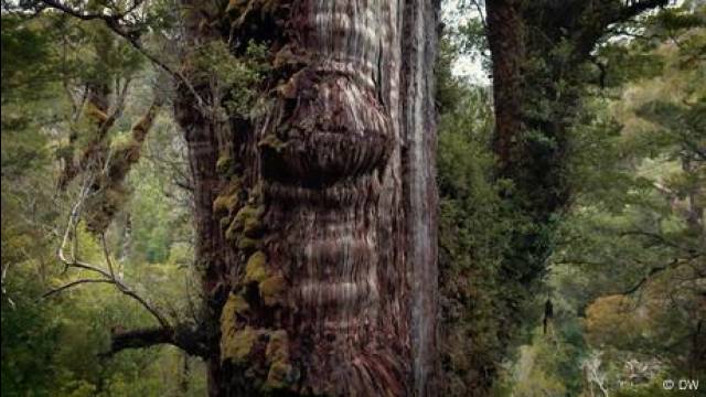 Roots of resistance: Defending Chile’s 5,000-year-old tree