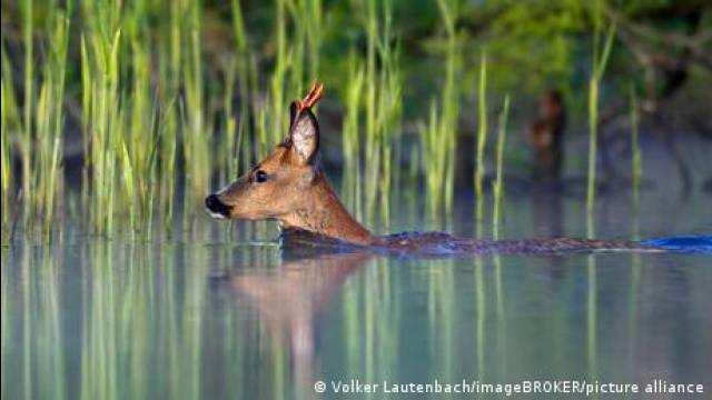 How artificial intelligence can protect Germany's national parks