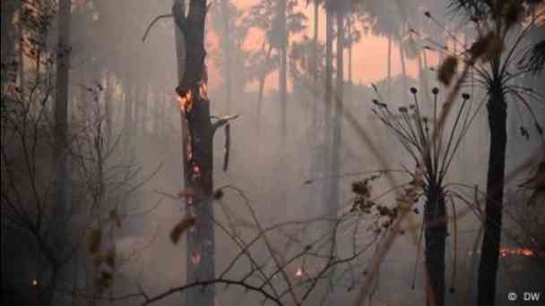Brazil: drought and fire destroy the Pantanal Wetlands kostenlos streamen | dailyme