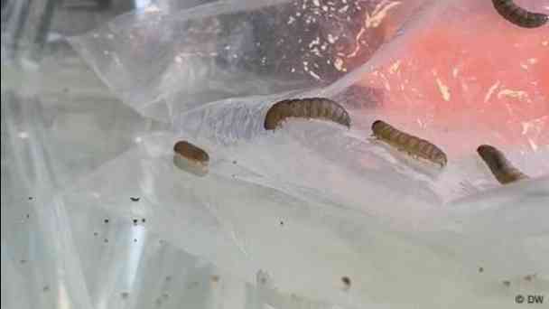 Worms to the rescue – using enzymes to tackle plastic waste kostenlos streamen | dailyme