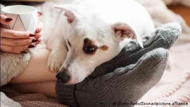 This dog medication could change human lives kostenlos streamen | dailyme