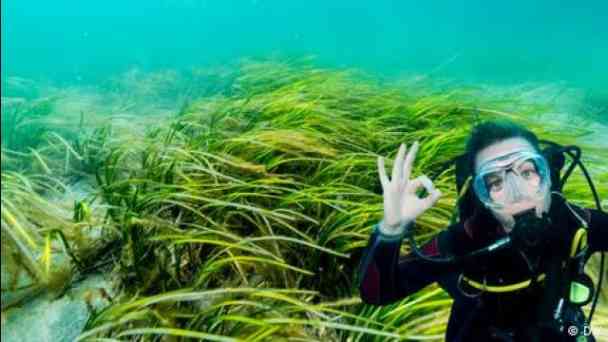 The Baltic Sea's underwater forests are disappearing kostenlos streamen | dailyme