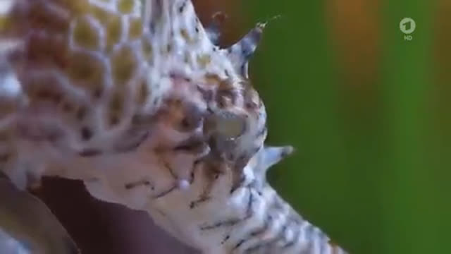 Seepferdchen