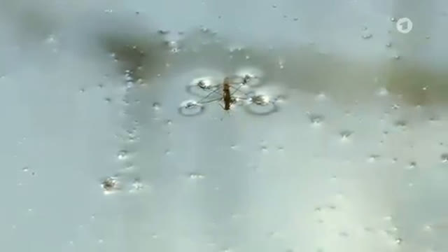 Wie läuft der Wasserläufer übers Wasser?