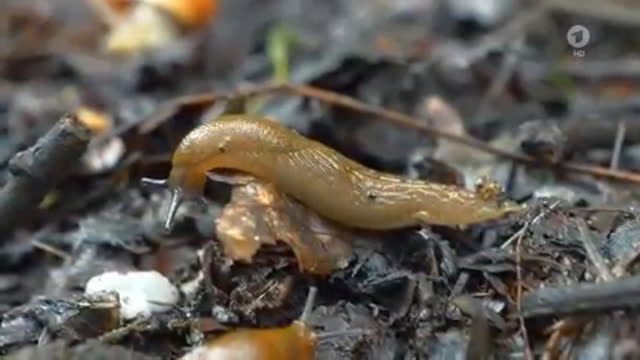 Wie lebt ein Feuersalamander?
