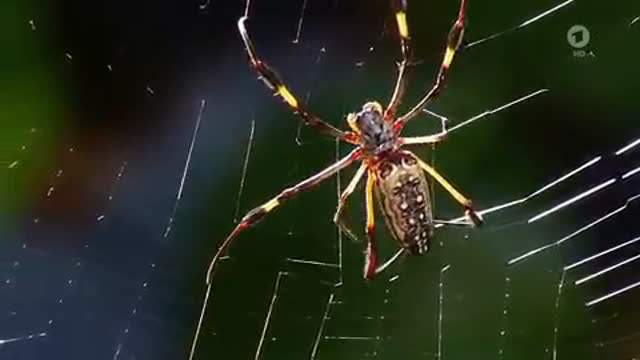 Sachgeschichte: Wie baut die Spinne ihr Netz?