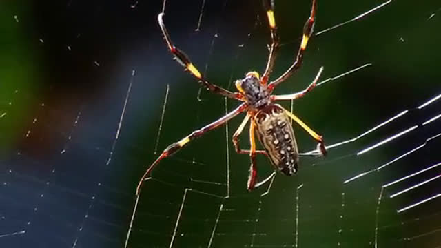 Wie baut die Spinne ihr Netz?