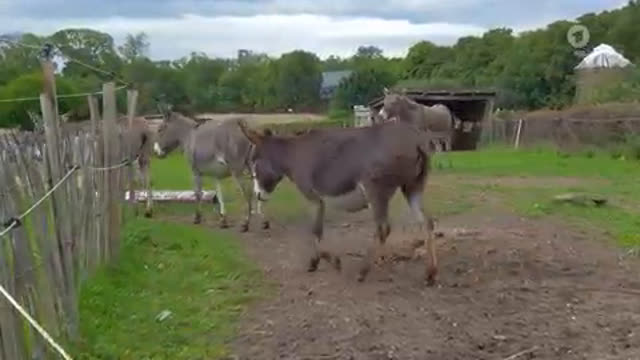 Esel - Wie ist er zum Haustier geworden?