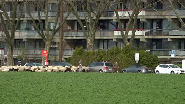 Stadtschafe - Teil 2: Frühsommer