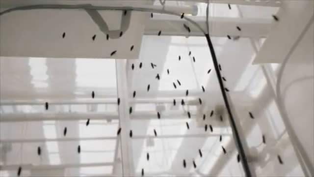 Tierfutter aus Fliegenlarven