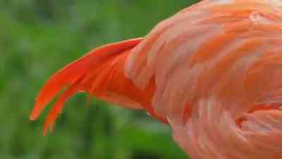 Flamingoschnabel kostenlos streamen | dailyme