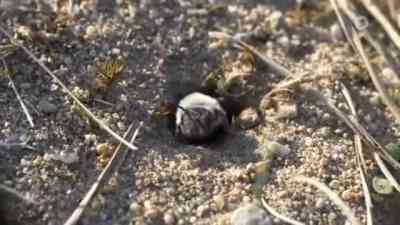 Wildbienen kostenlos streamen | dailyme