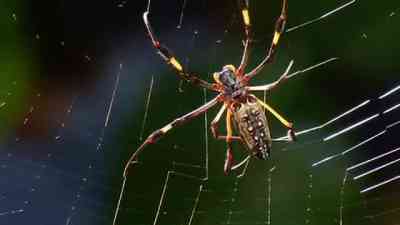 Wie baut die Spinne ihr Netz? kostenlos streamen | dailyme
