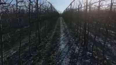 Apfelplantage | Winter kostenlos streamen | dailyme