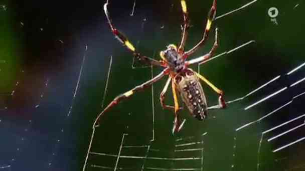 Wie baut die Spinne ihr Netz? kostenlos streamen | dailyme