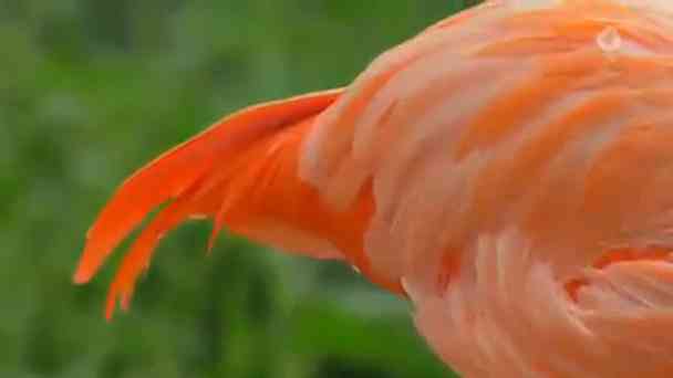 Flamingoschnabel kostenlos streamen | dailyme