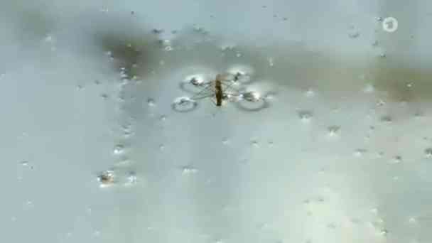 Wie läuft der Wasserläufer übers Wasser? kostenlos streamen | dailyme
